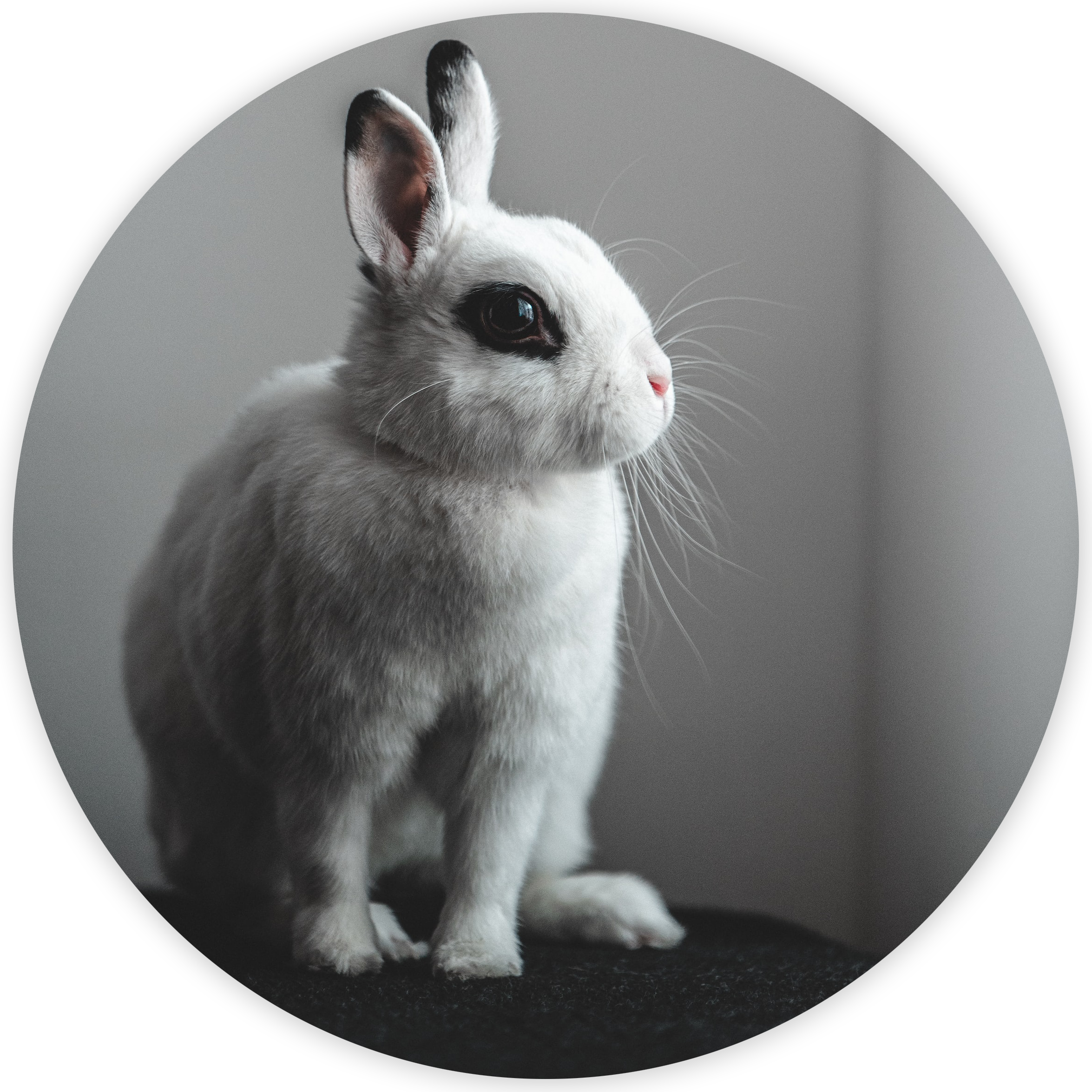 A white rabbit against a pale backdrop